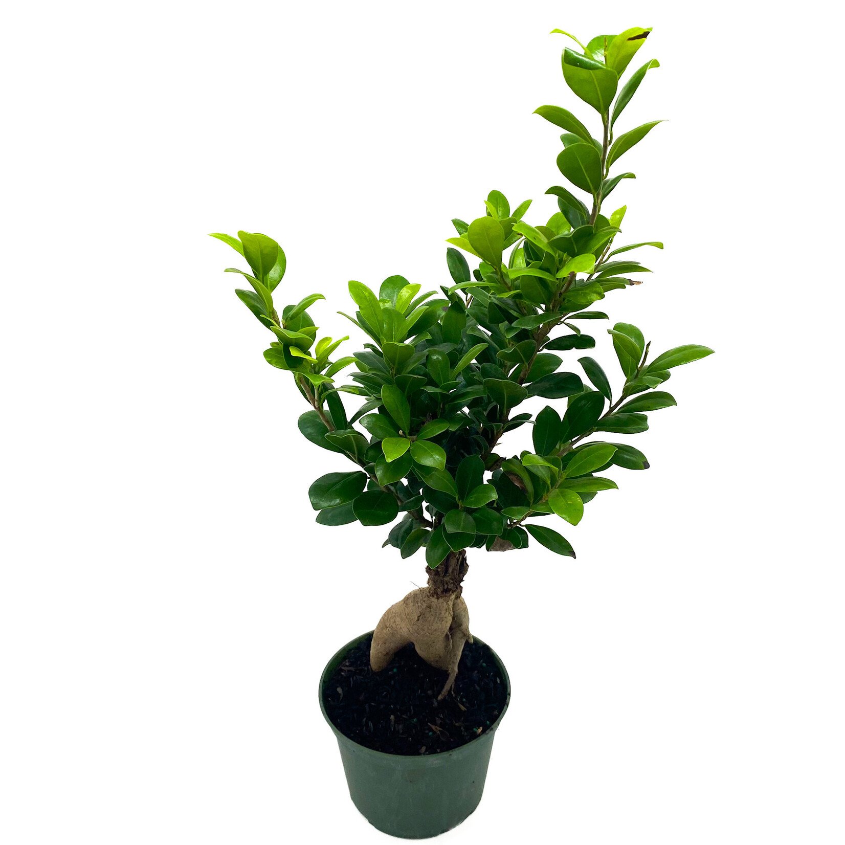 Ficus, Ginseng 6 in