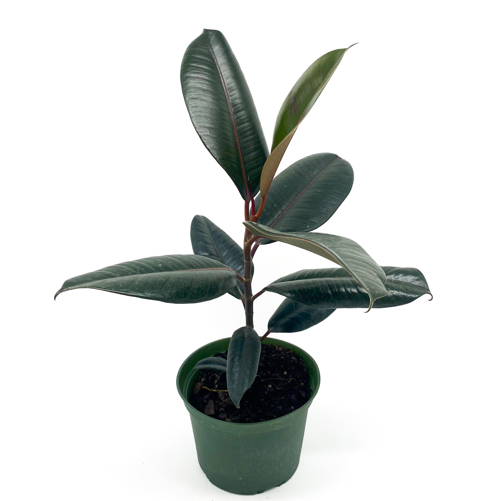 Ficus, Burgundy 6 in