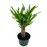 Yucca Cane, Gigantea 6 in