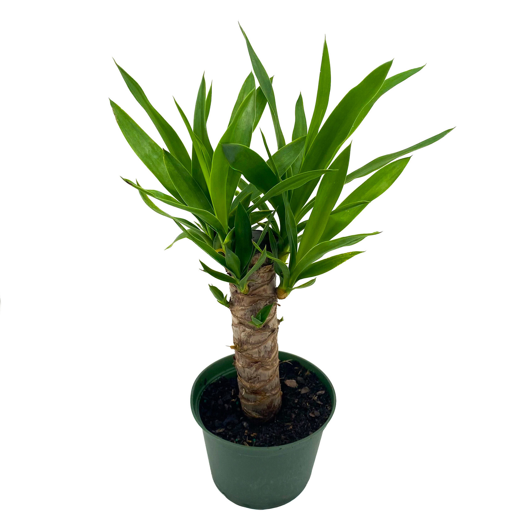 Yucca Cane, Gigantea 6 in