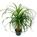 Palm, Ponytail 6 in