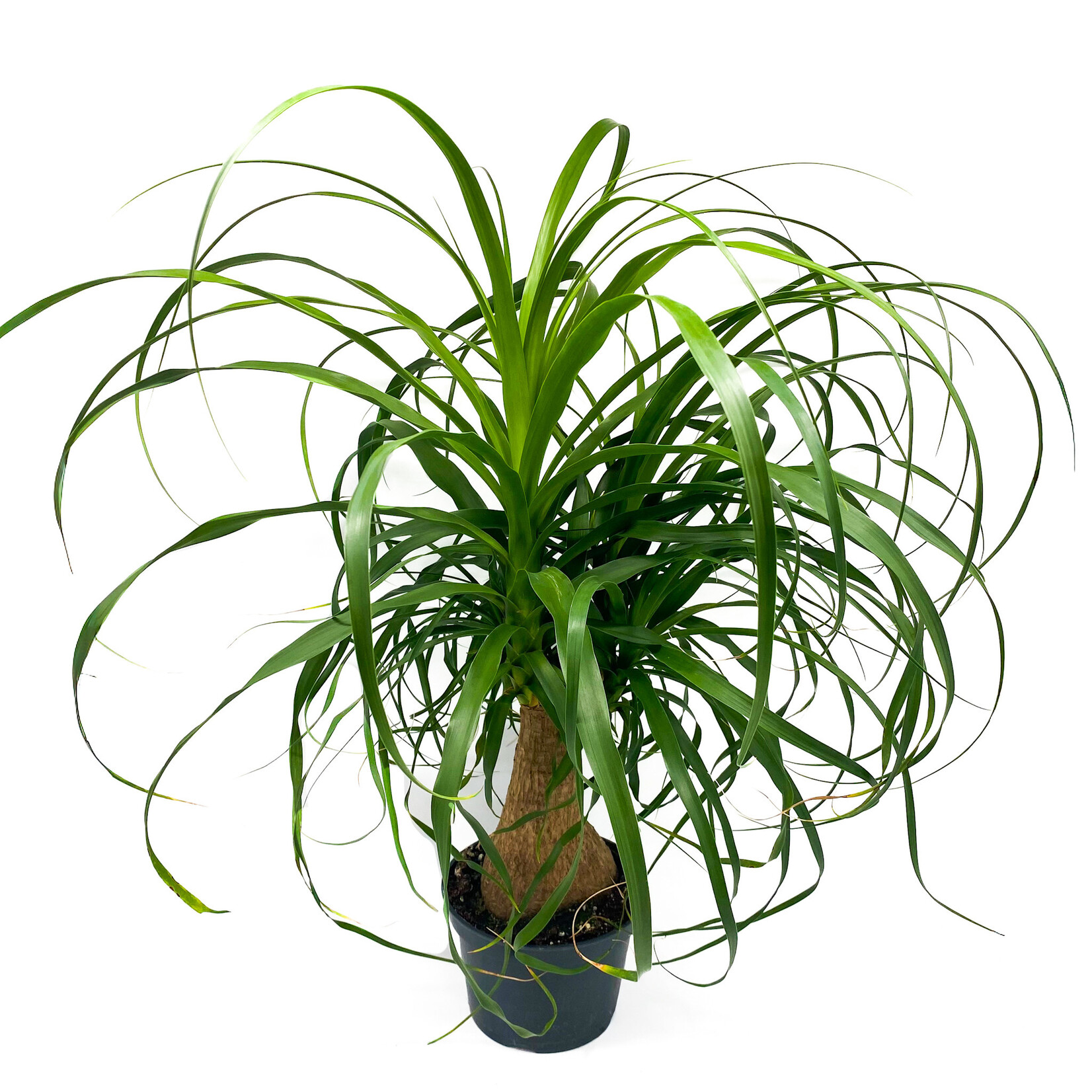 Palm, Ponytail 6 in