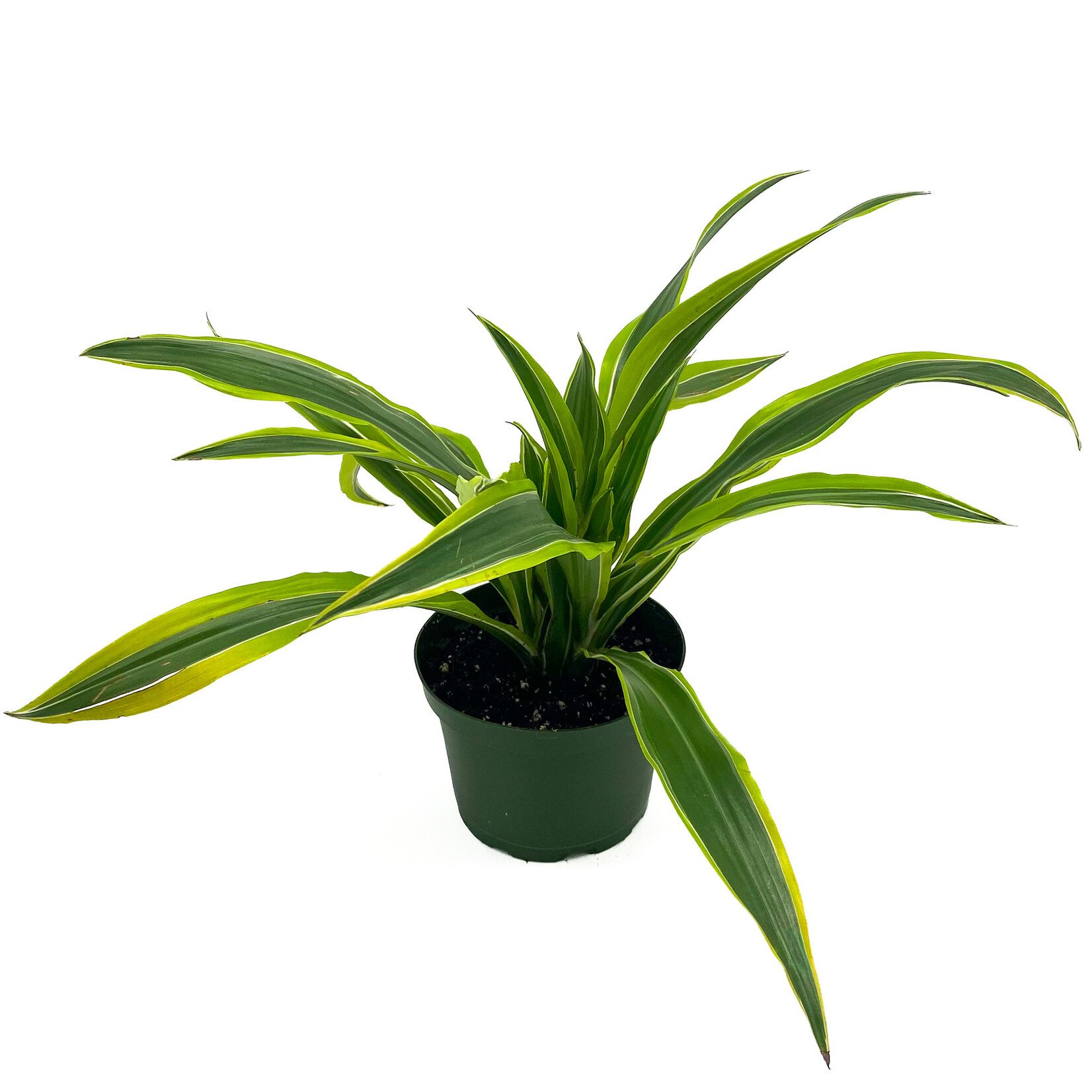 Dracaena, 6 in