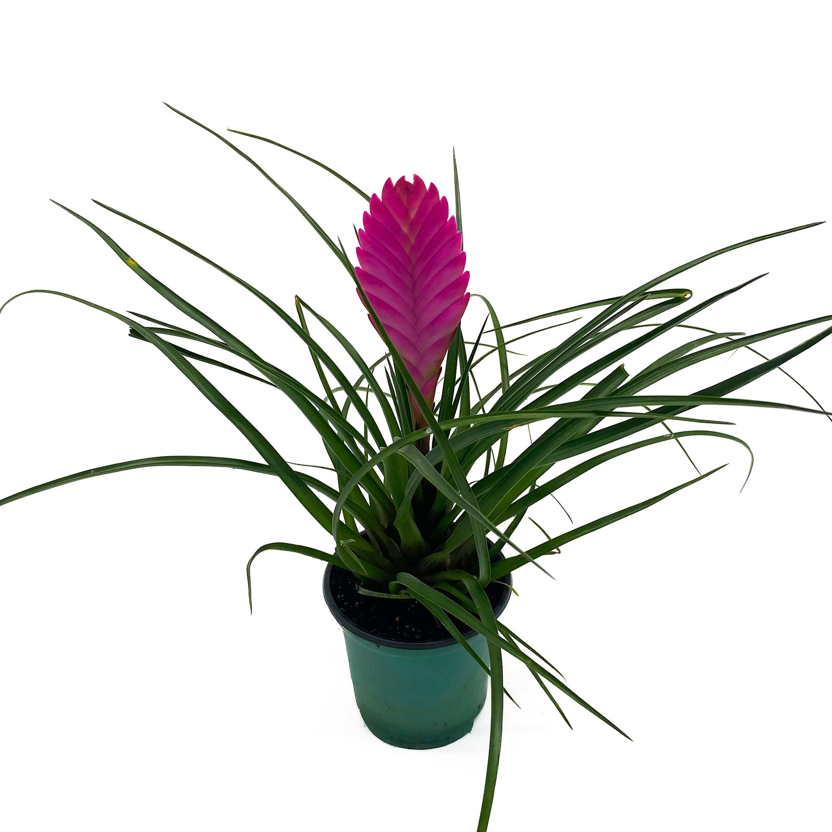Tillandsia, Cyanea 4 in