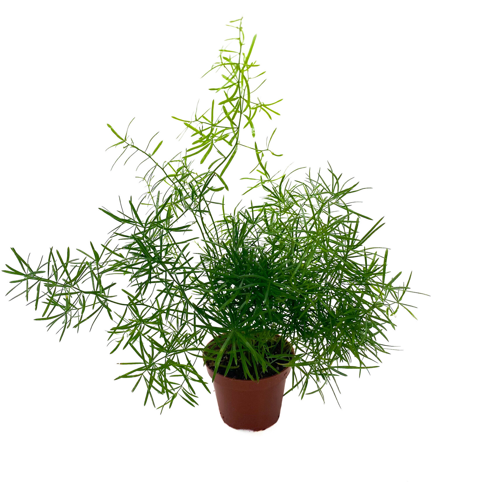 Fern, Sprengeri Asparagus 2 in