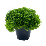 Spikemoss, Green 4 in