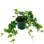Sugarvine, 4 in