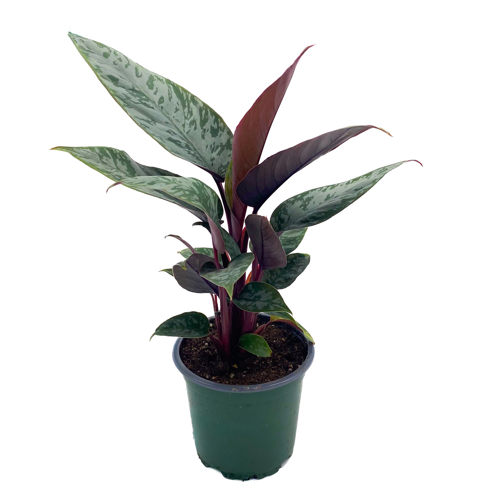 Araceae, Apoballis 4 in