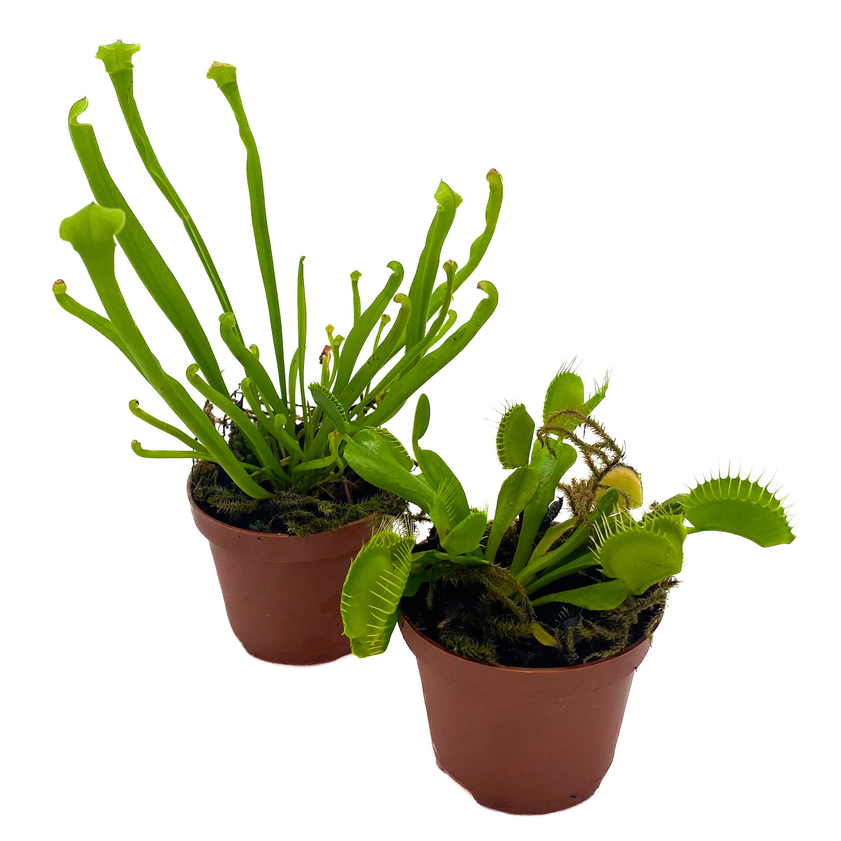 Carnivorous Plant, Asst 2 in