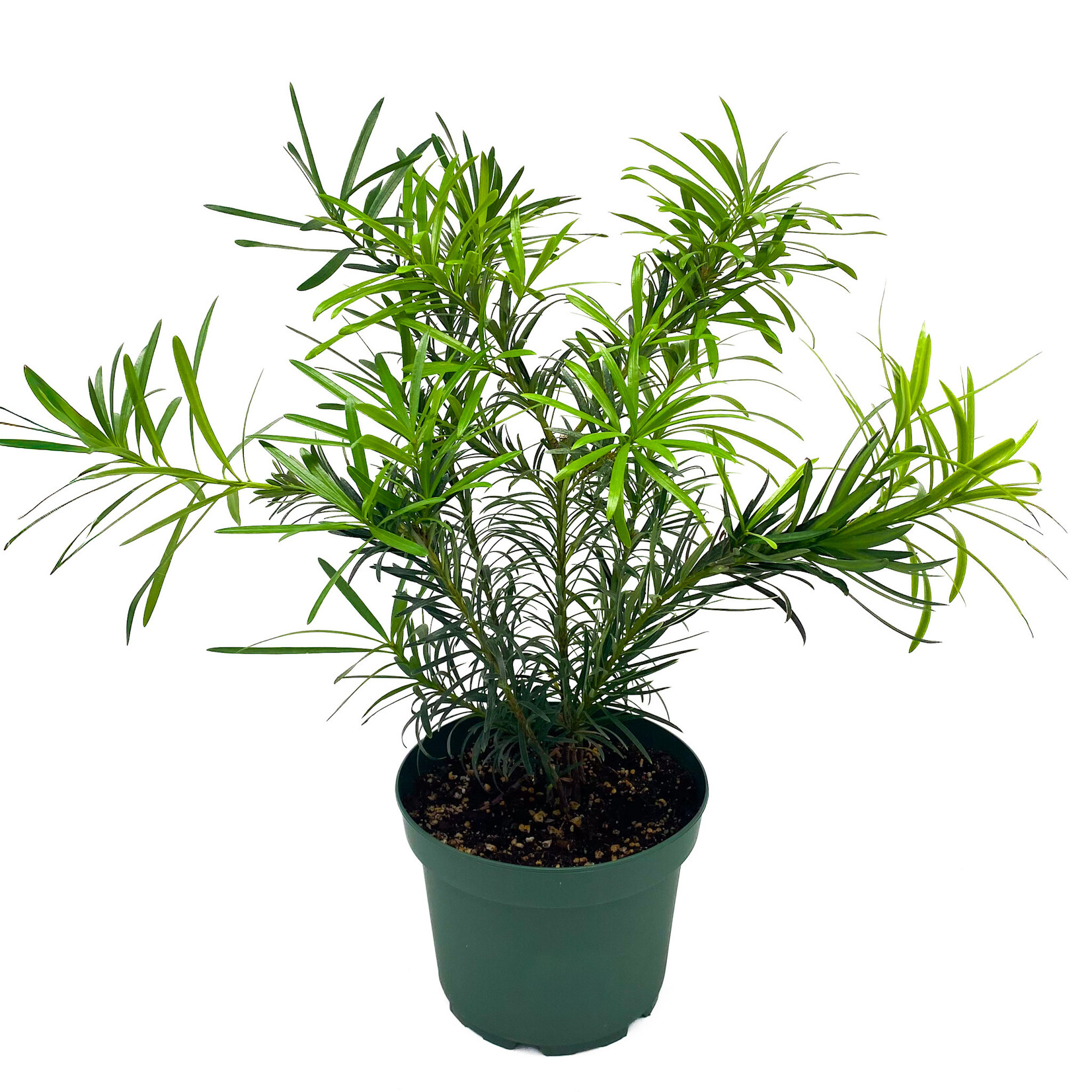 Podocarpus, Maki 8 in