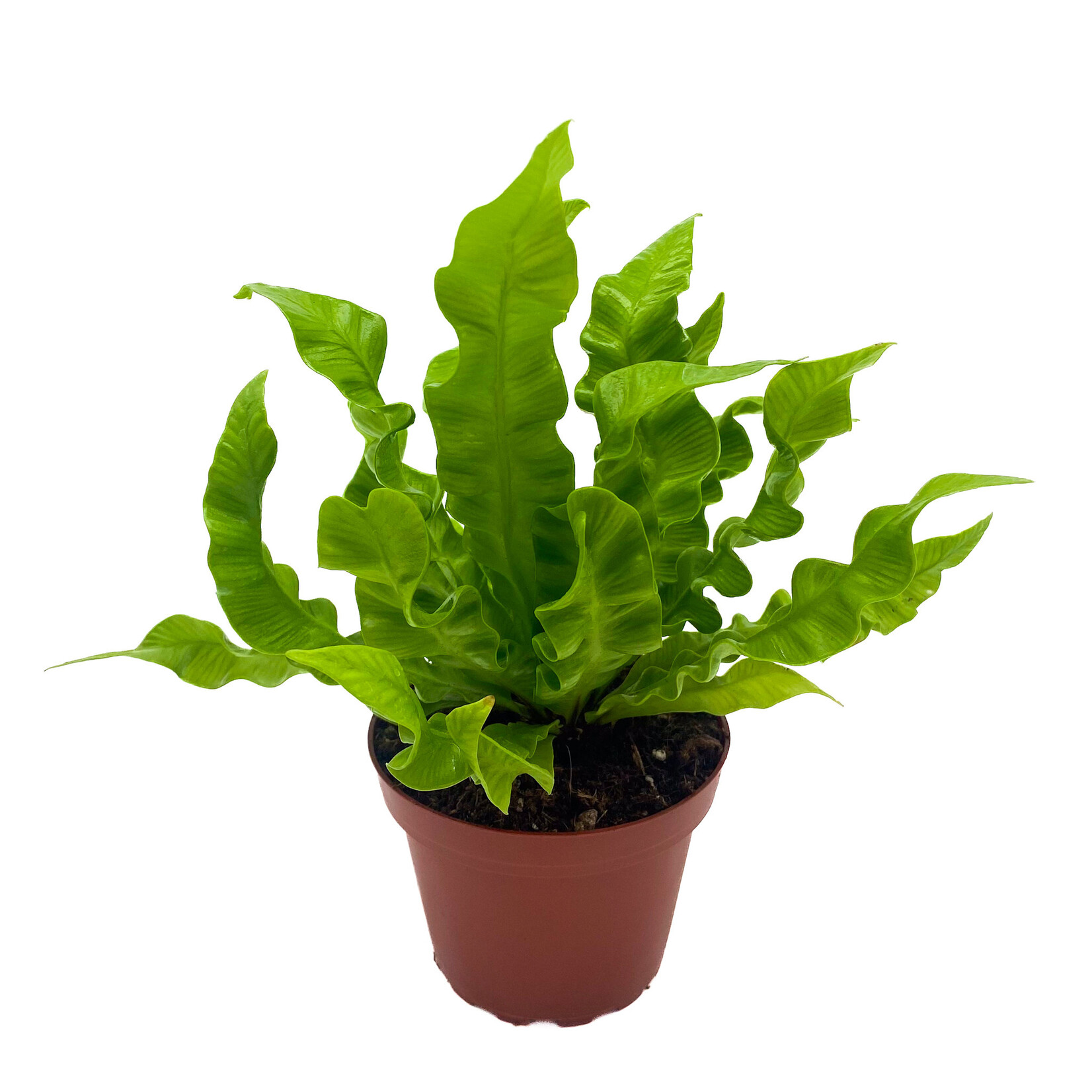 Fern, Crispy Wave 4 in