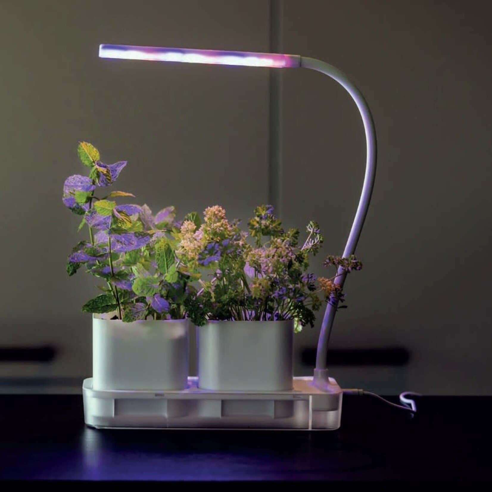 Grow Lamp w/ 2 Pots Wh