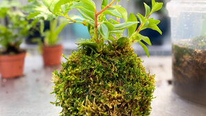 A Little Green Globe of Joy: All About Kokedama