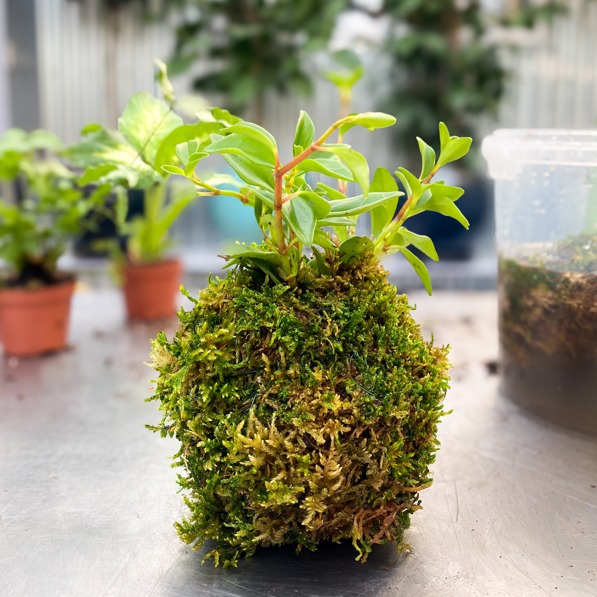 A Little Green Globe of Joy: All About Kokedama