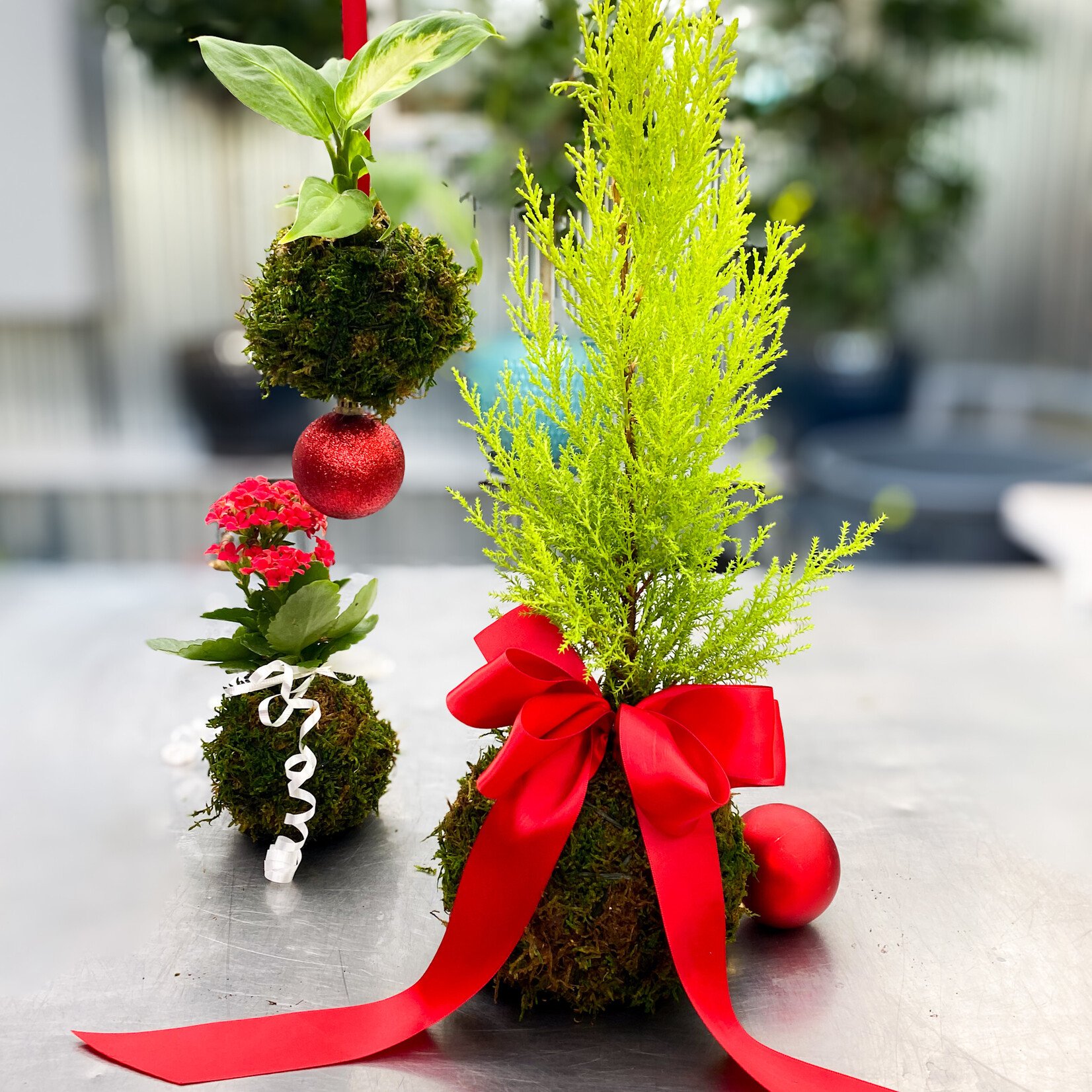 Workshop, Holiday Kokedama "Moss Ball" Dec 4 2025 6:30PM