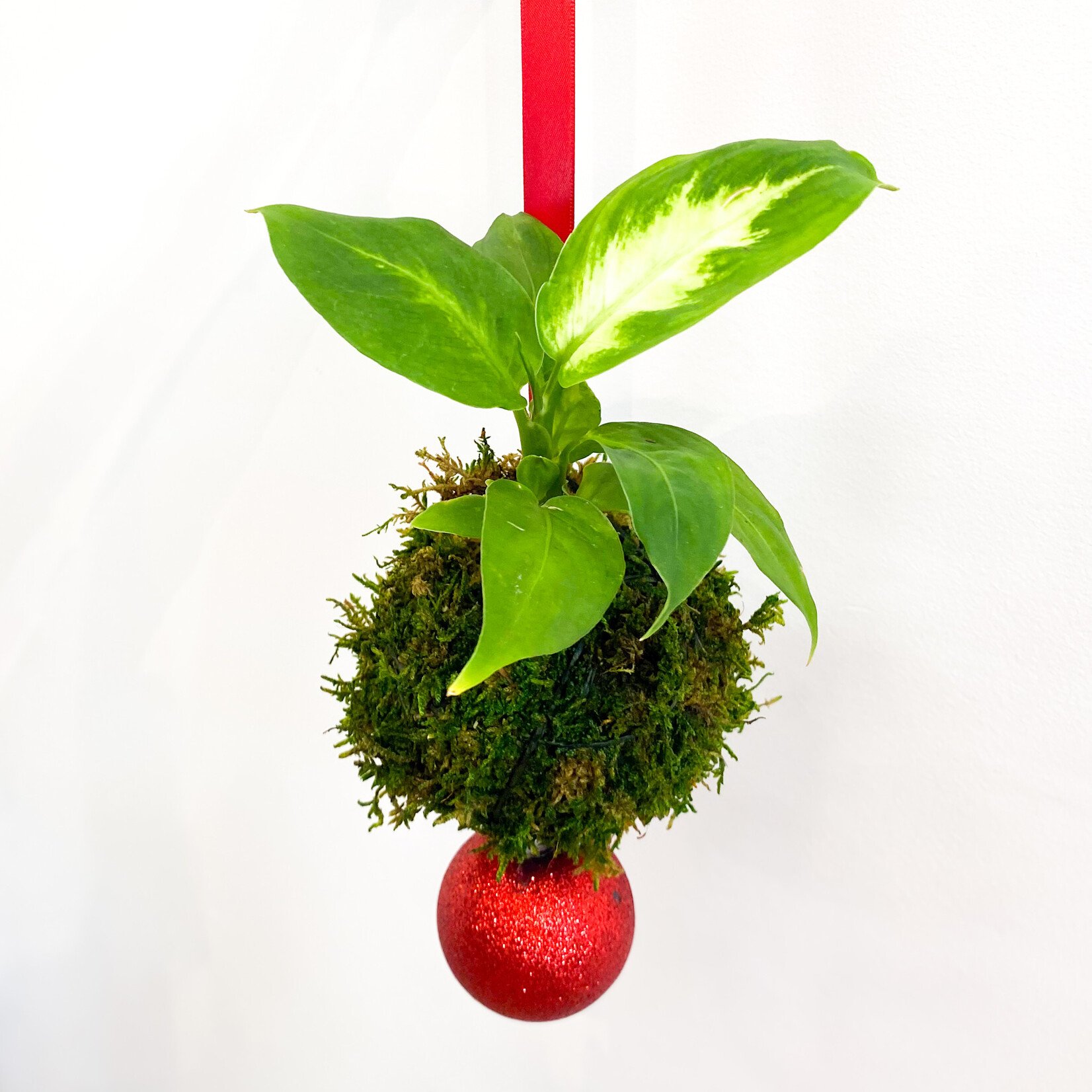 Workshop, Holiday Kokedama "Moss Ball" Dec 4 2025 6:30PM