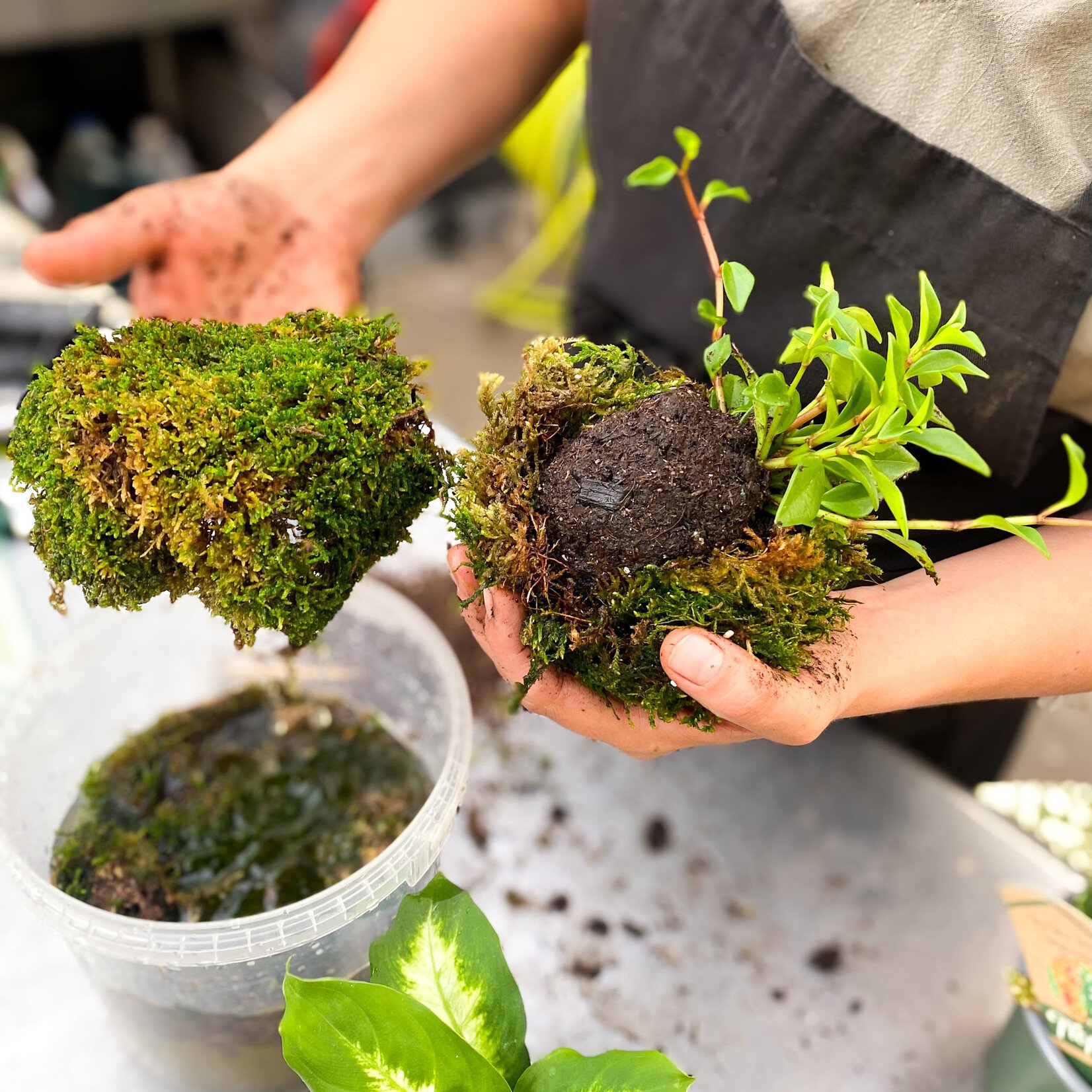 Workshop, Holiday Kokedama "Moss Ball" Dec 4 2025 6:30PM