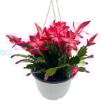 Cactus, Zygo HB 6 in