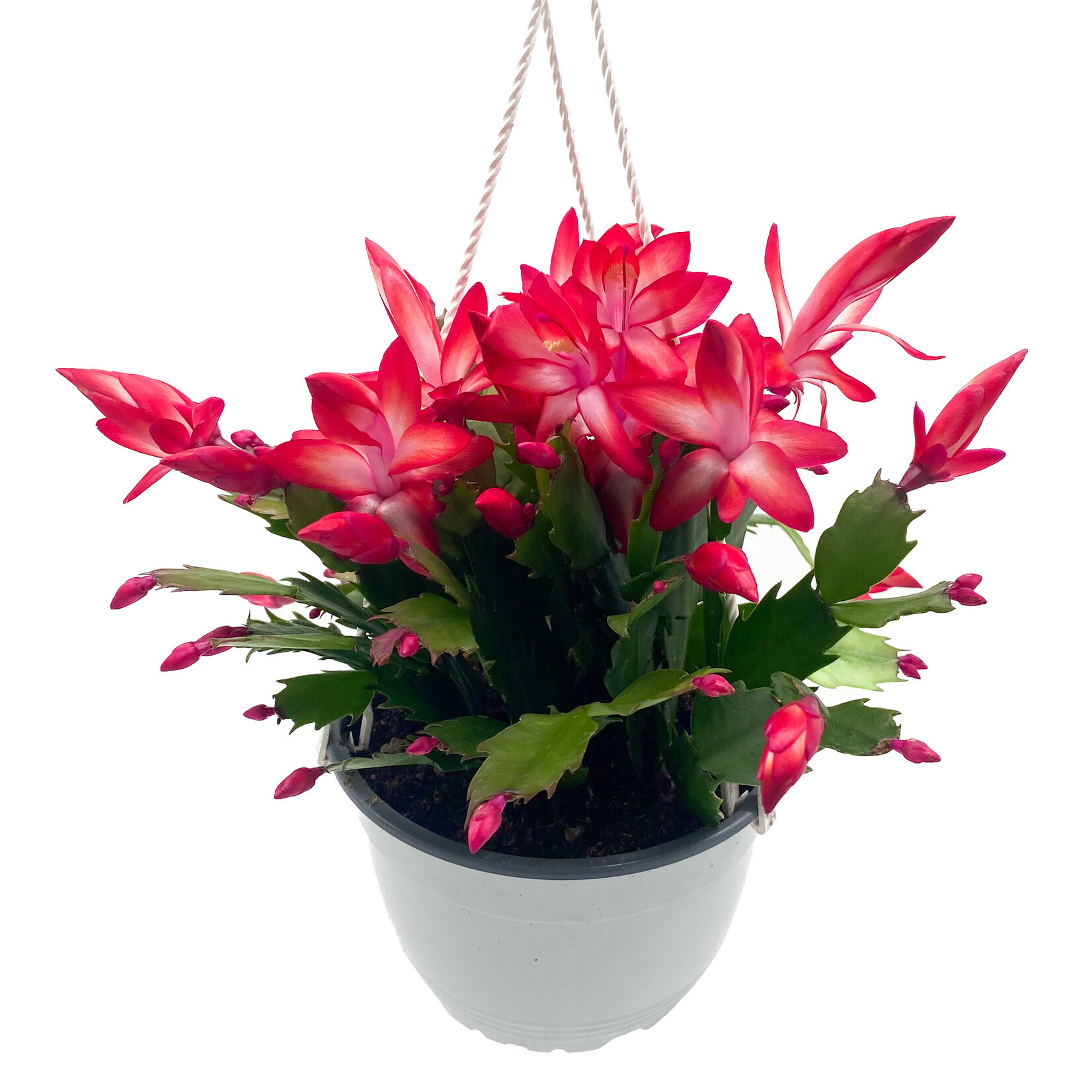 Cactus, Zygo HB 6 in