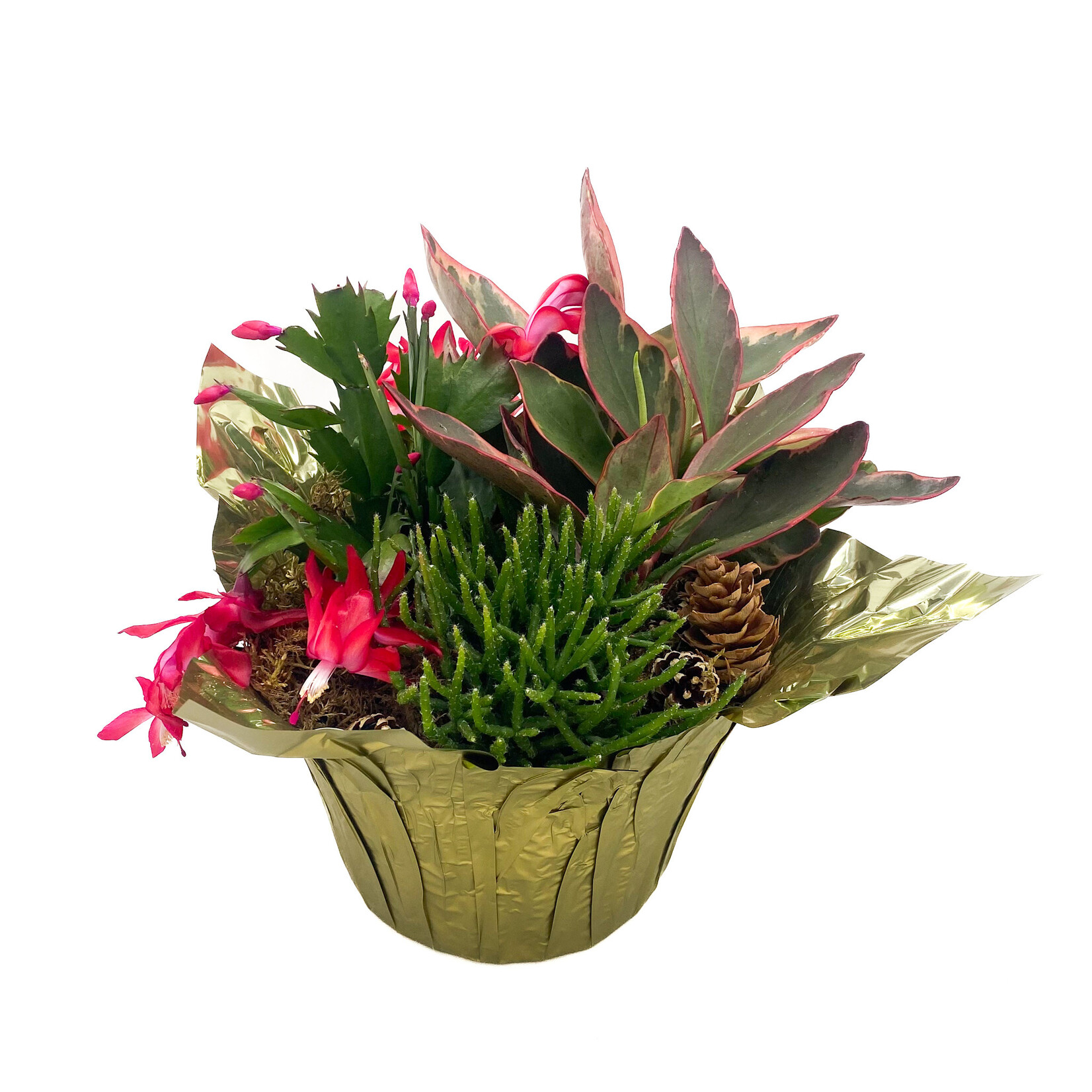 Christmas Cactus Pan Mix 7in