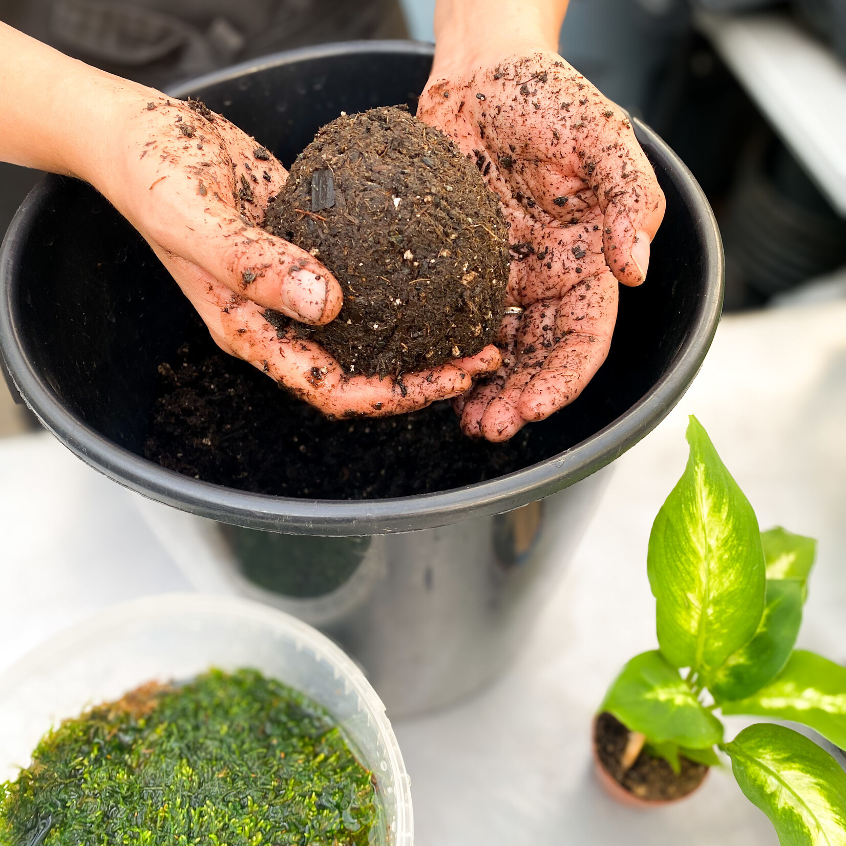Workshop, Kokedama "Moss Ball" Jan 22 2026 6:30PM