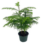Norfolk Pine, 6 in