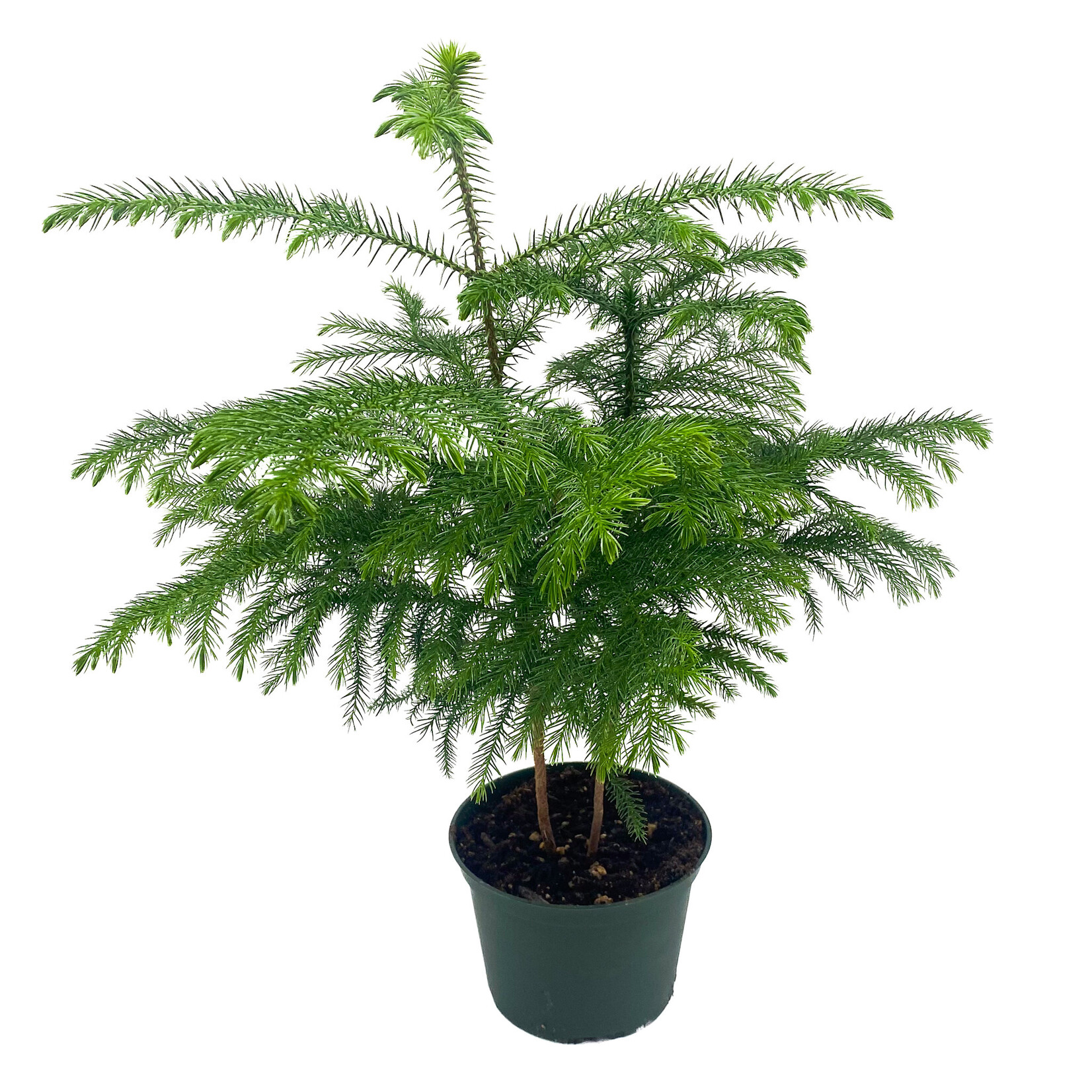 Norfolk Pine, 6 in