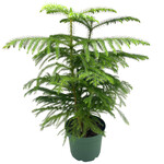 Norfolk Pine, 8 in