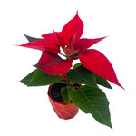 Plant Arrangement, Poinsettia Ornament 2.25 in