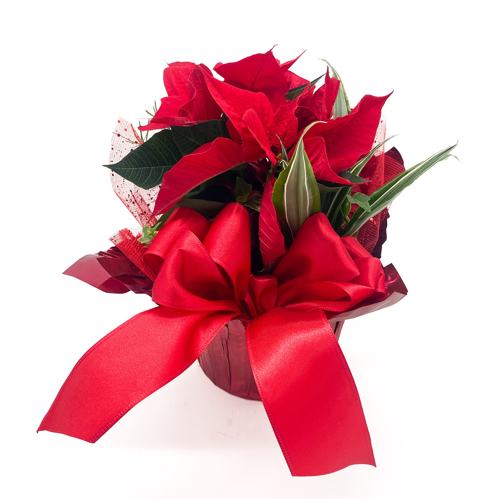 Poinsettia Pan Tropical 7in