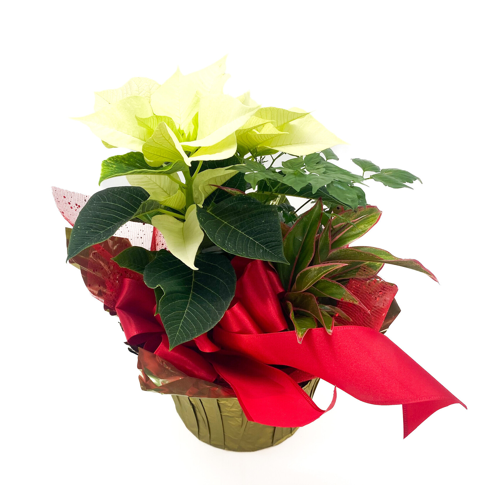 Poinsettia Pan Tropical 7in