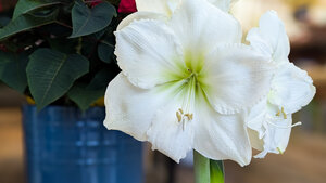 Happy Plants! Caring for Your Seasonal Winter Houseplants