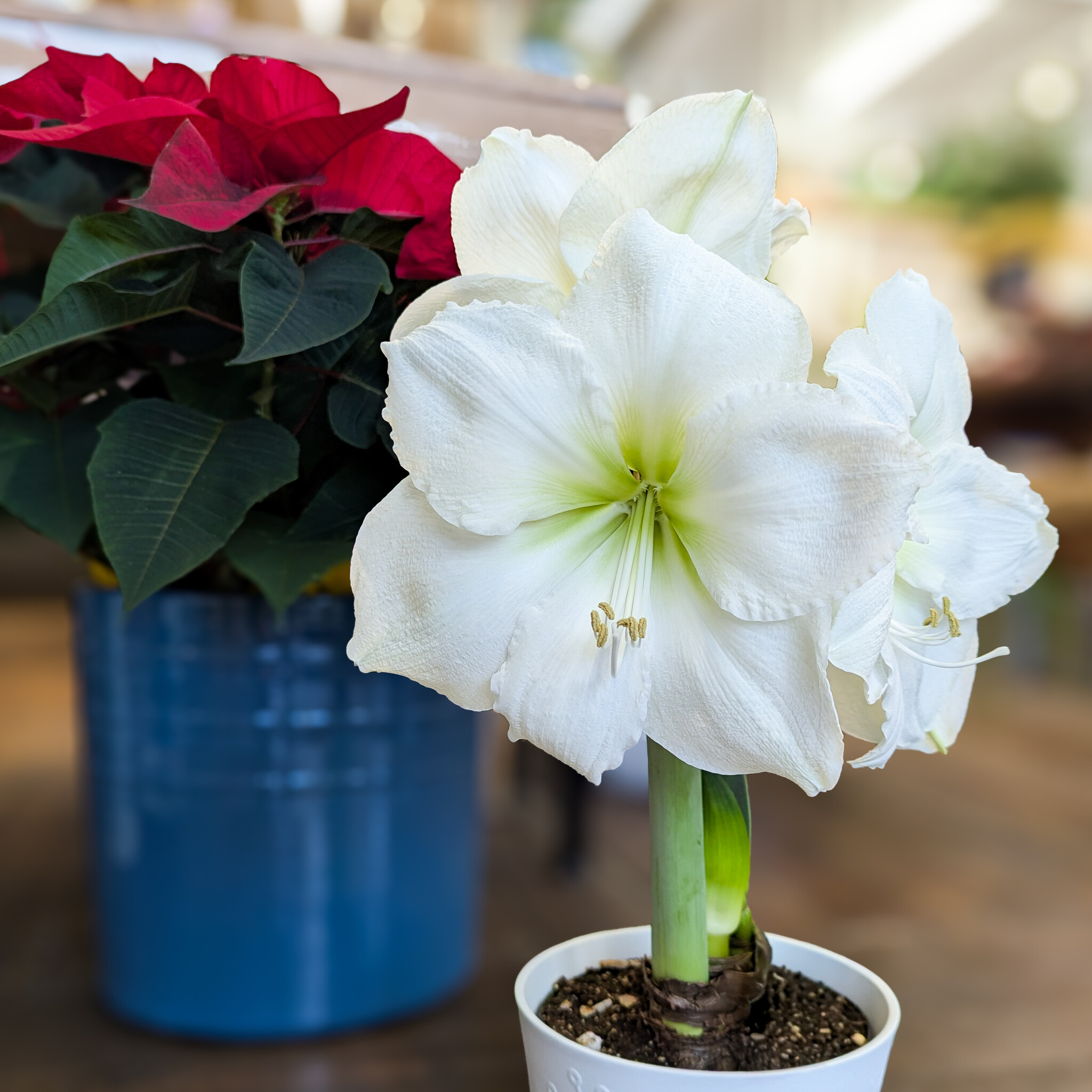 Happy Plants! Caring for Your Seasonal Winter Houseplants