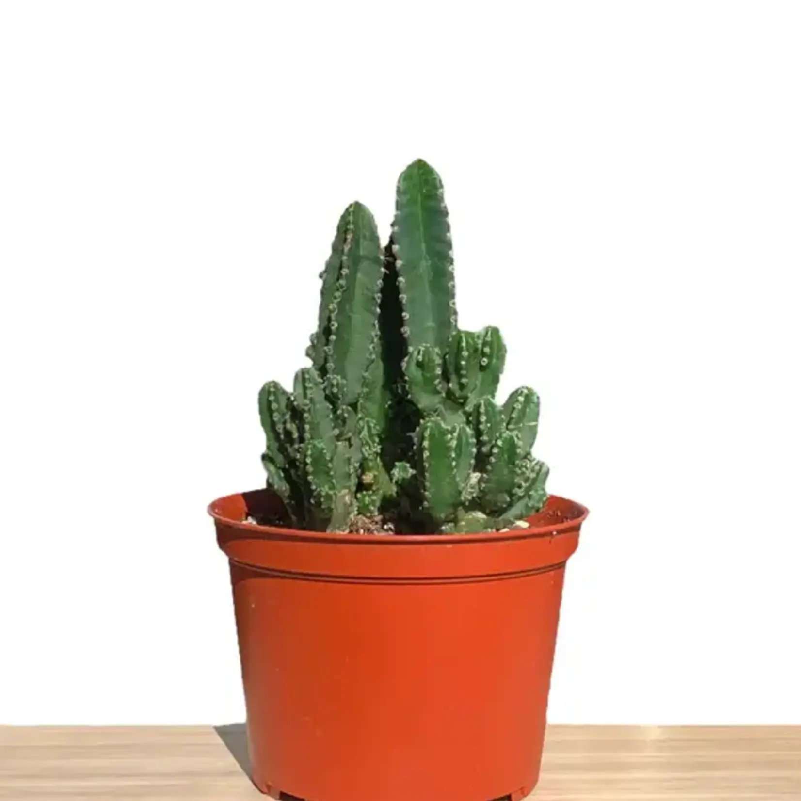 Cactus, Cereus Jamacaru 6 in