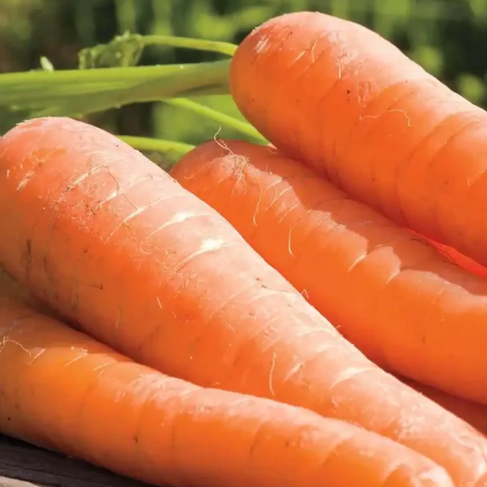 Seeds, Carrot, Yaya F1 Coated Organic (West Coast Seeds)