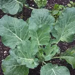 Seeds, Collards Champion Organic (West Coast Seeds)