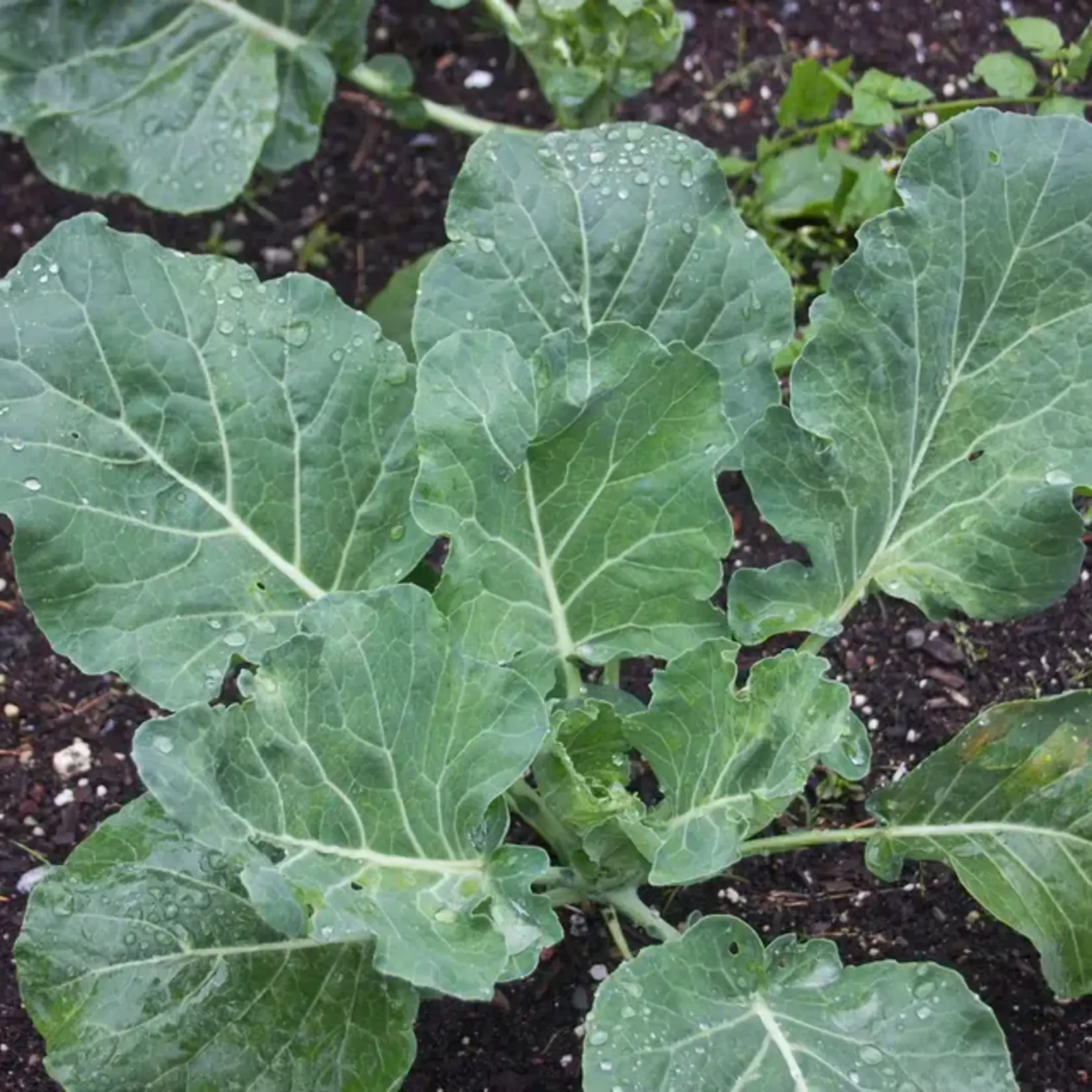 Seeds, Collards Champion Organic (West Coast Seeds)