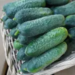 Seeds, Cucumber Anya F1 (West Coast Seeds)