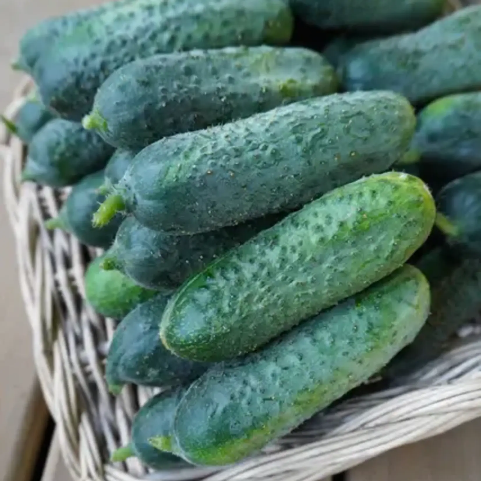 Seeds, Cucumber Anya F1 (West Coast Seeds)