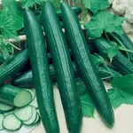 Seeds, Cucumber Vista F1 (West Coast Seeds)