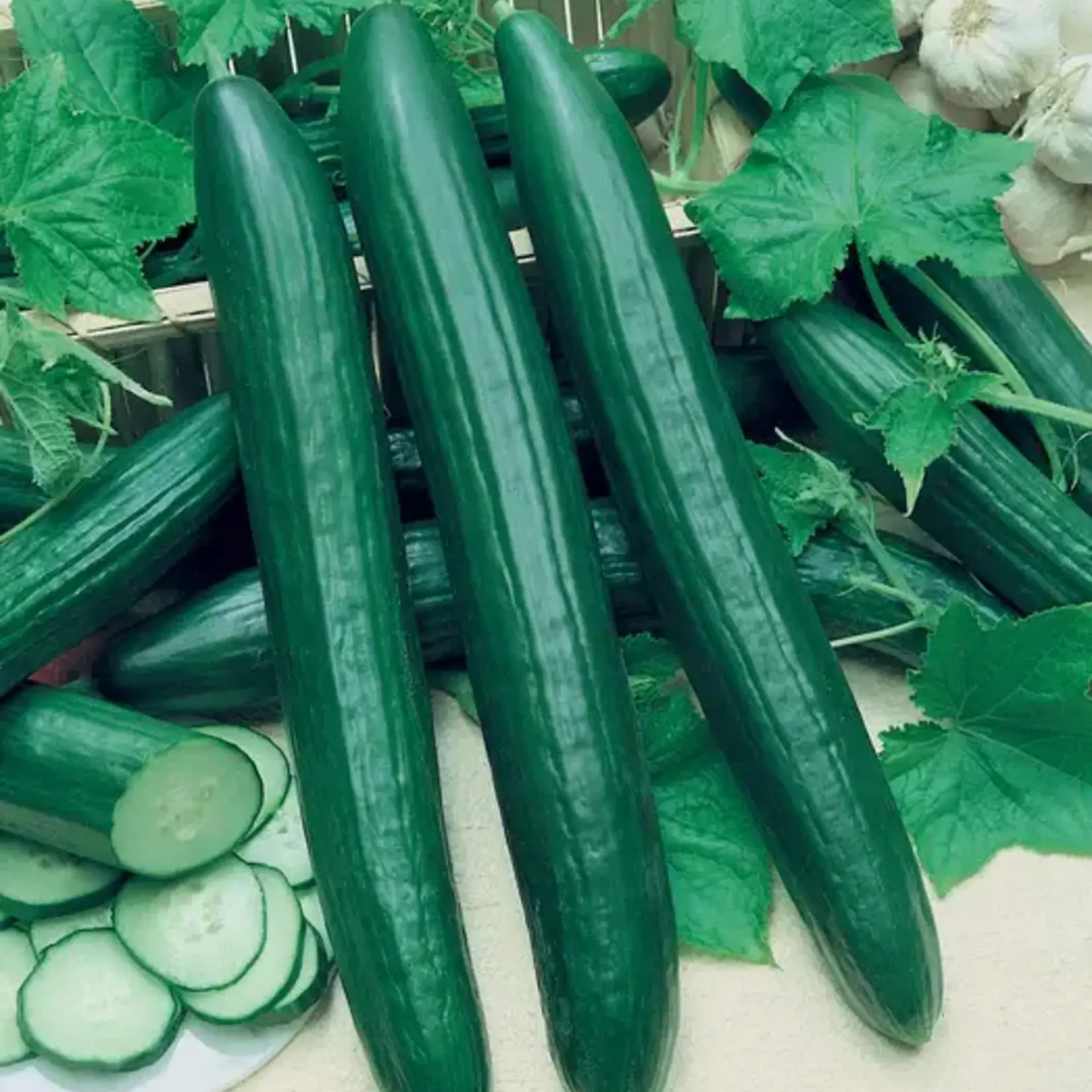 Seeds, Cucumber Vista F1 (West Coast Seeds)