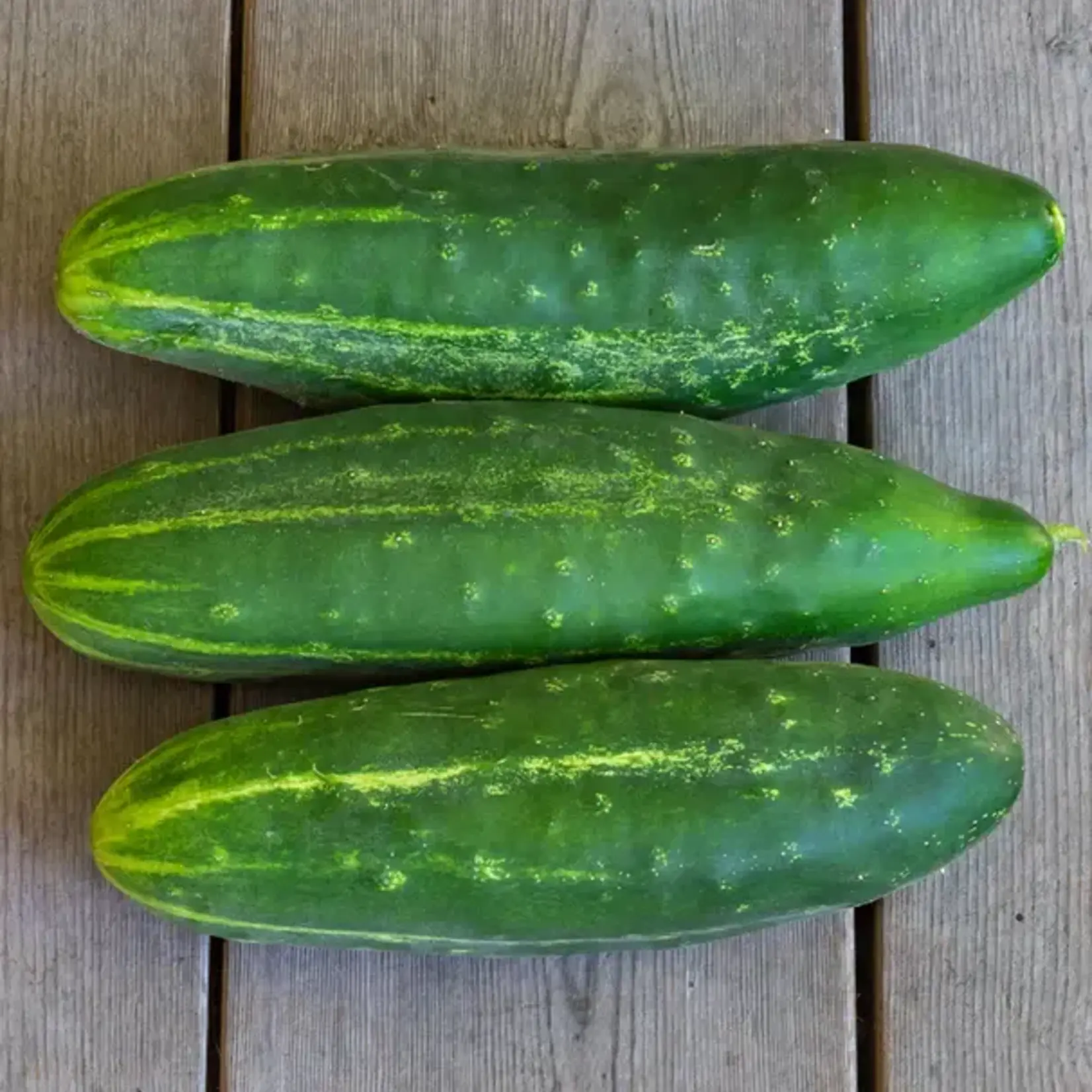 Seeds,  Cucumber Early Fortune Organic (West Coast Seeds)