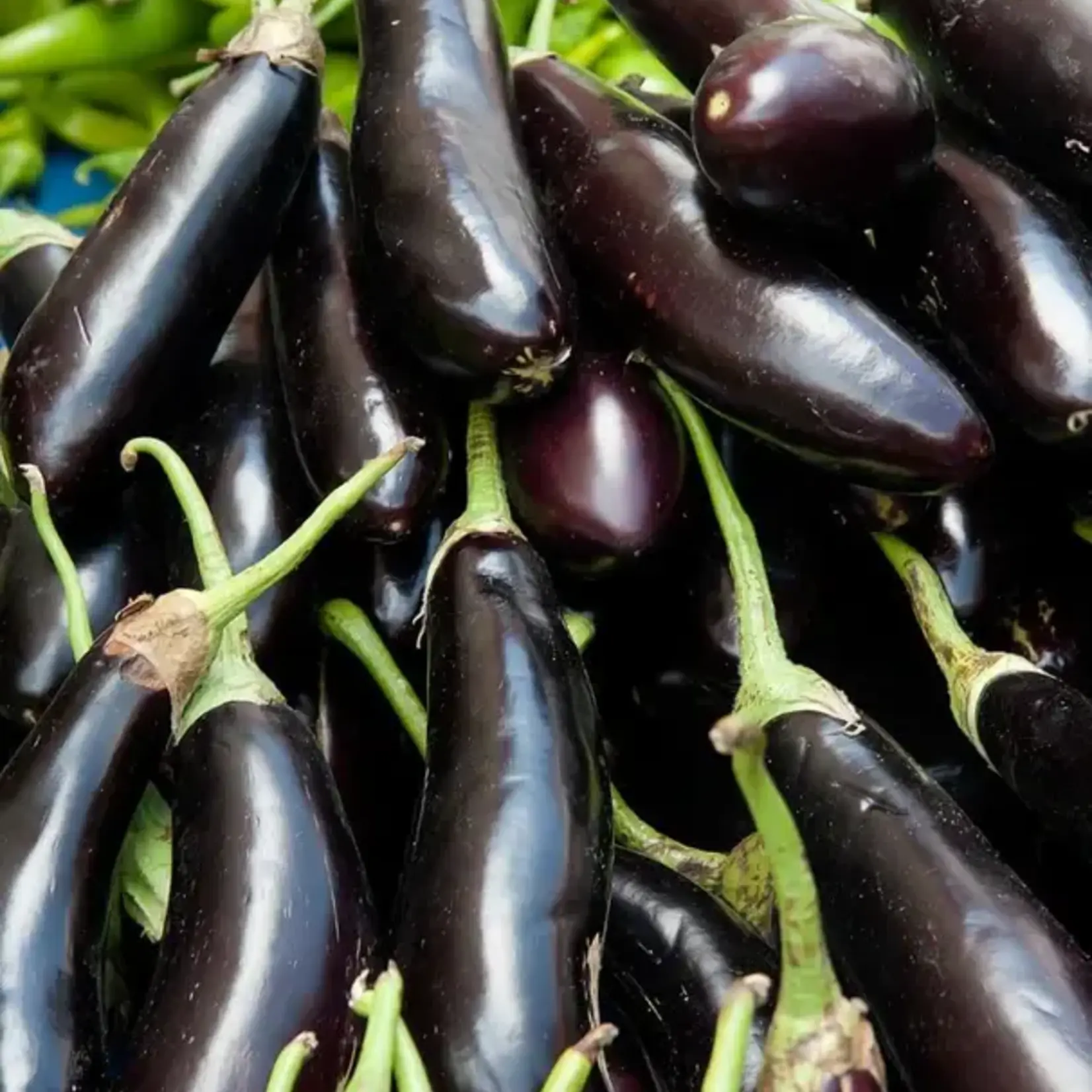 Seeds,  Eggplant Fingerling (West Coast Seeds)