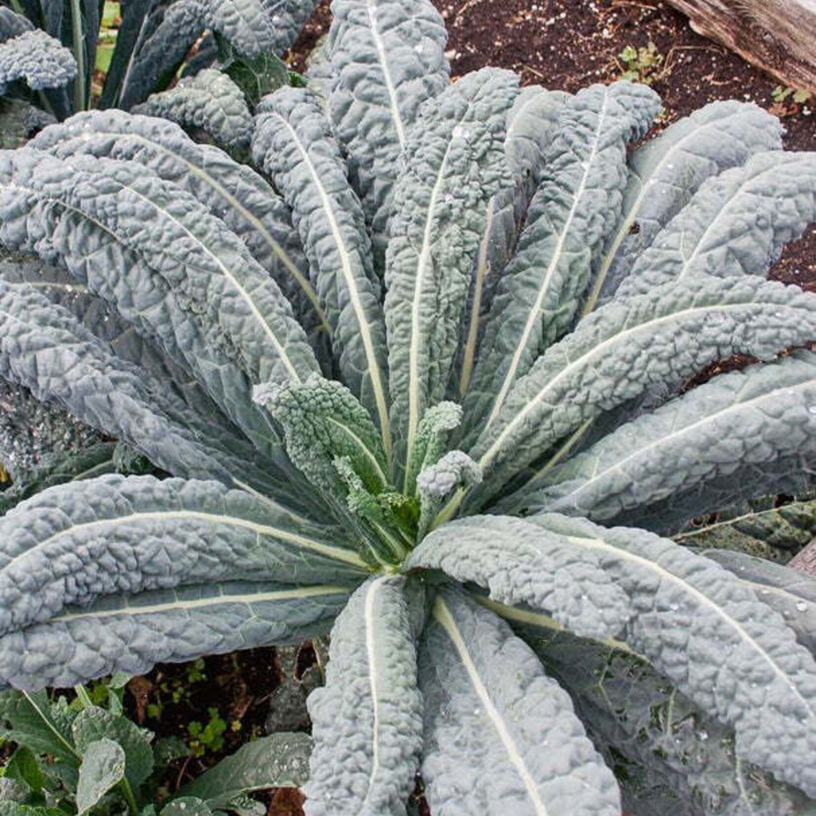 Seeds,  Kale Lacinato (West Coast Seeds)