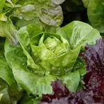 Seeds, Lettuce Spretnak Organic (West Coast Seeds)