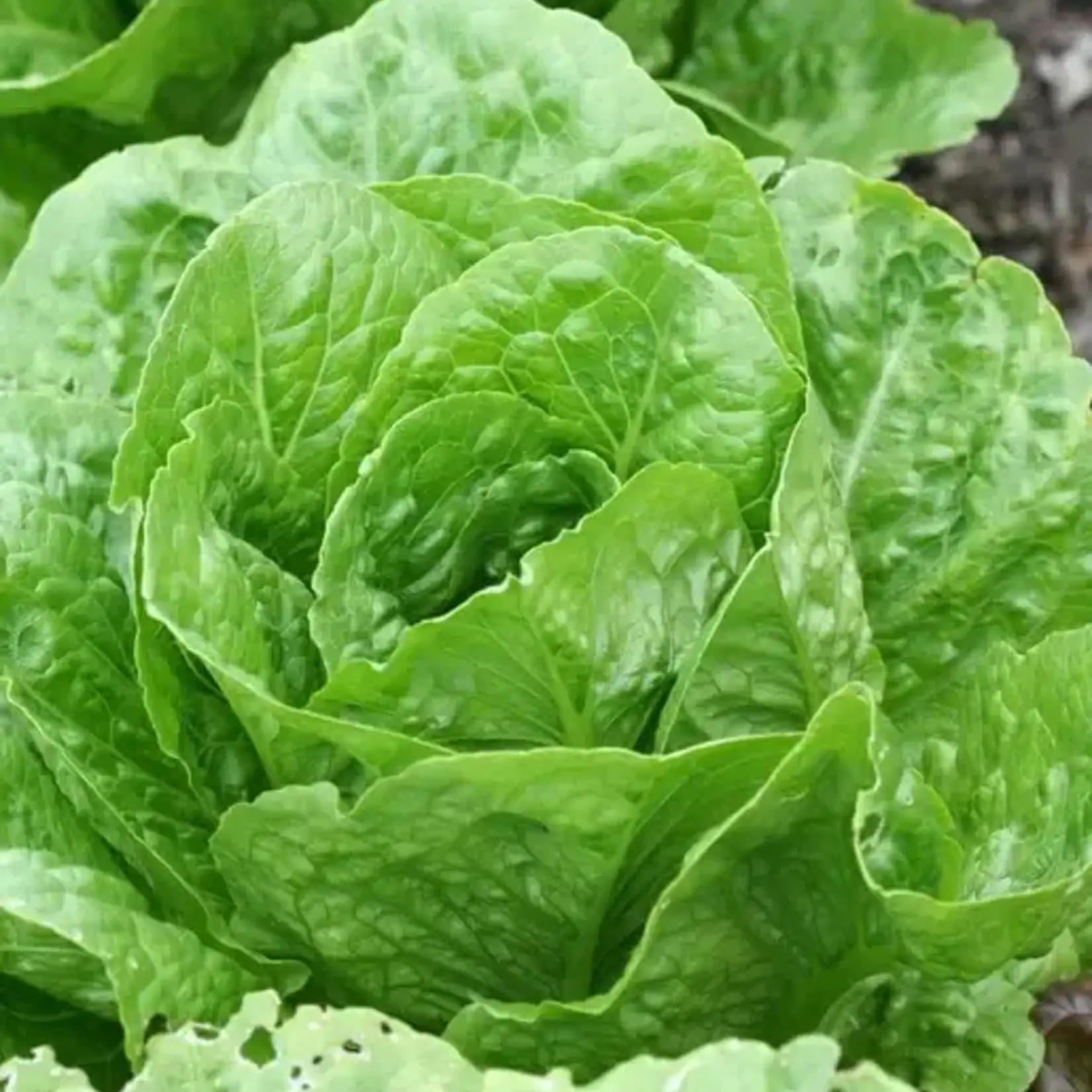 Seeds, Lettuce Coastal Star (West Coast Seeds)