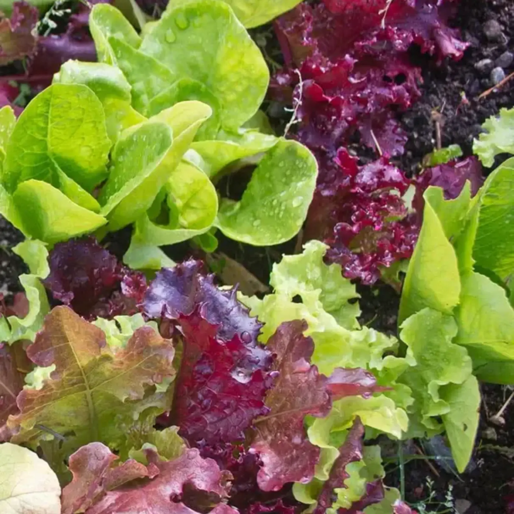 Seeds, Gourmet Salad Blend (West Coast Seeds)