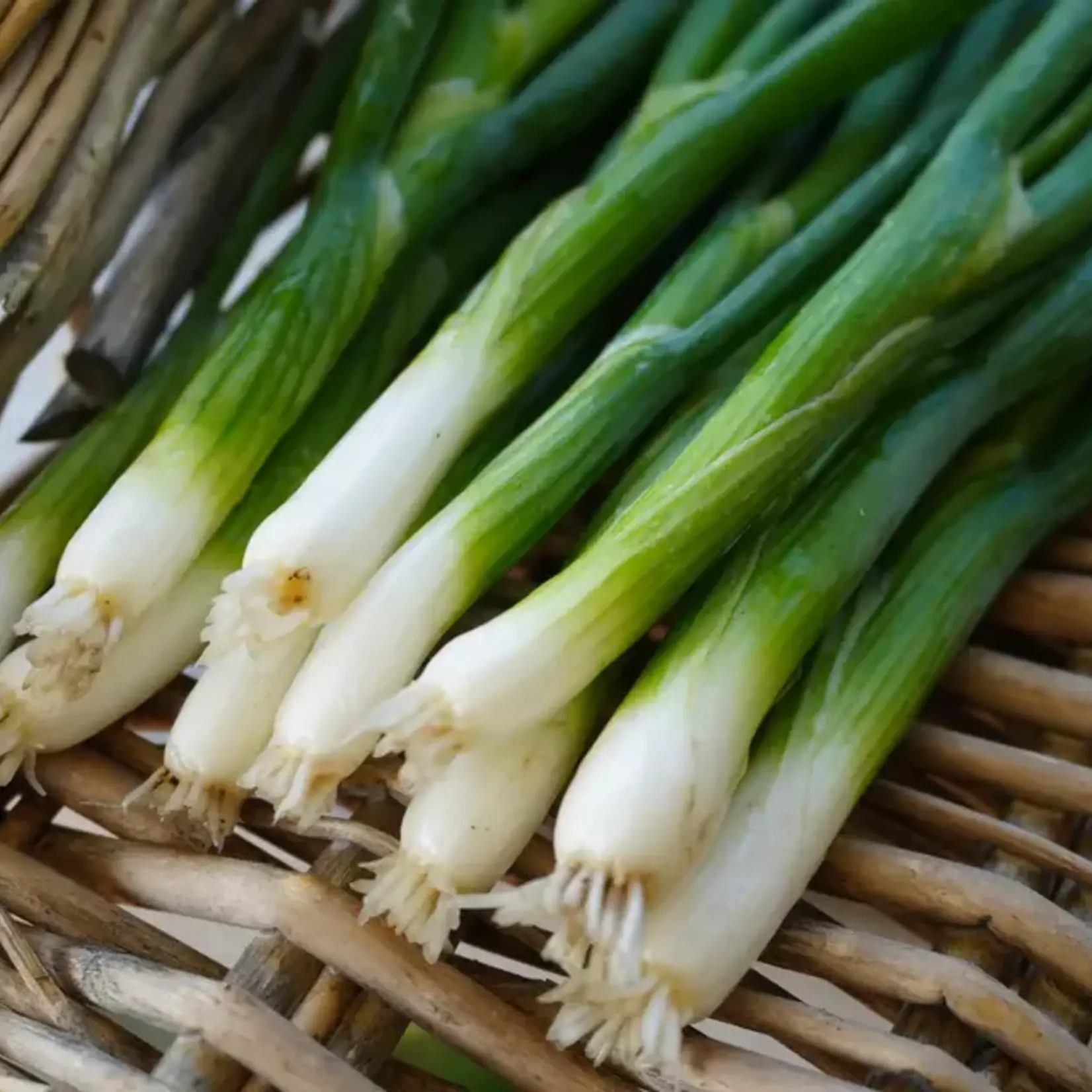 Seeds, Onion Fukagawa (West Coast Seeds)