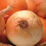 Seeds, Onion Calibra (West Coast Seeds)