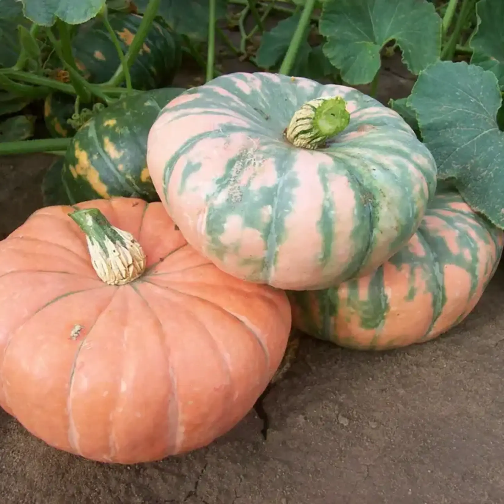 Seeds, Pumpkin Speckled Hound (West Coast Seeds)